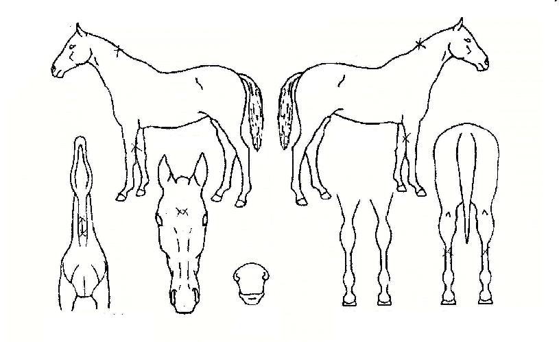 ¹éµÎ¸¶¿ÕÀÇ Ãø¸é,¿ì¸é,µÞ¸é,µÎ»ó,´Ù¸®ÀÇ Æ¯Â¡µµÇØ