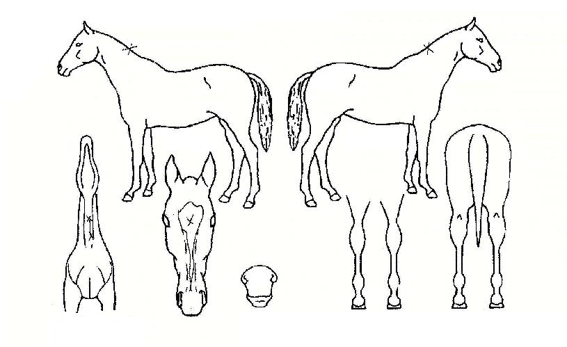 ¾Æ¸§´Ù¿î¿©Á¦ÀÇ Ãø¸é,¿ì¸é,µÞ¸é,µÎ»ó,´Ù¸®ÀÇ Æ¯Â¡µµÇØ