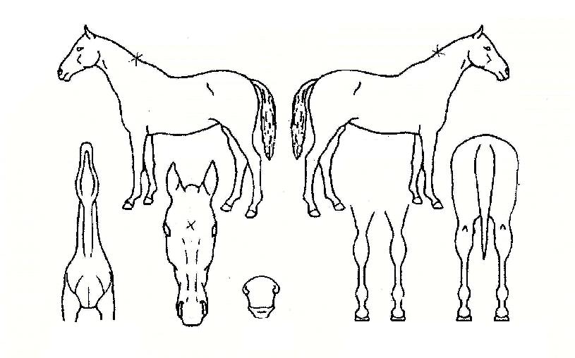 Ȧ¸®¸¶¿îƾÀÇ Ãø¸é,¿ì¸é,µÞ¸é,µÎ»ó,´Ù¸®ÀÇ Æ¯Â¡µµÇØ