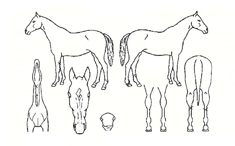 °ËÀº³ªºñÀÇ Ãø¸é,¿ì¸é,µÞ¸é,µÎ»ó,´Ù¸®ÀÇ Æ¯Â¡µµÇØ