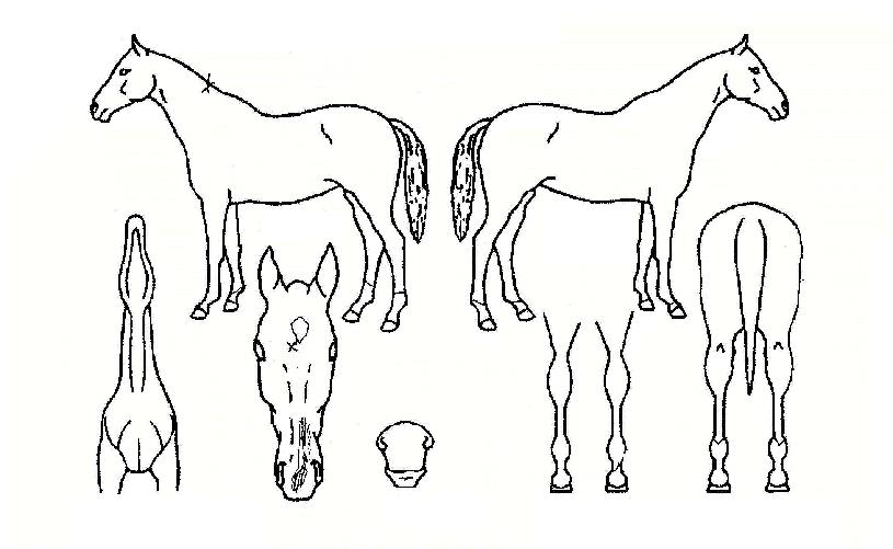 »ïº¹ÀÇ Ãø¸é,¿ì¸é,µÞ¸é,µÎ»ó,´Ù¸®ÀÇ Æ¯Â¡µµÇØ