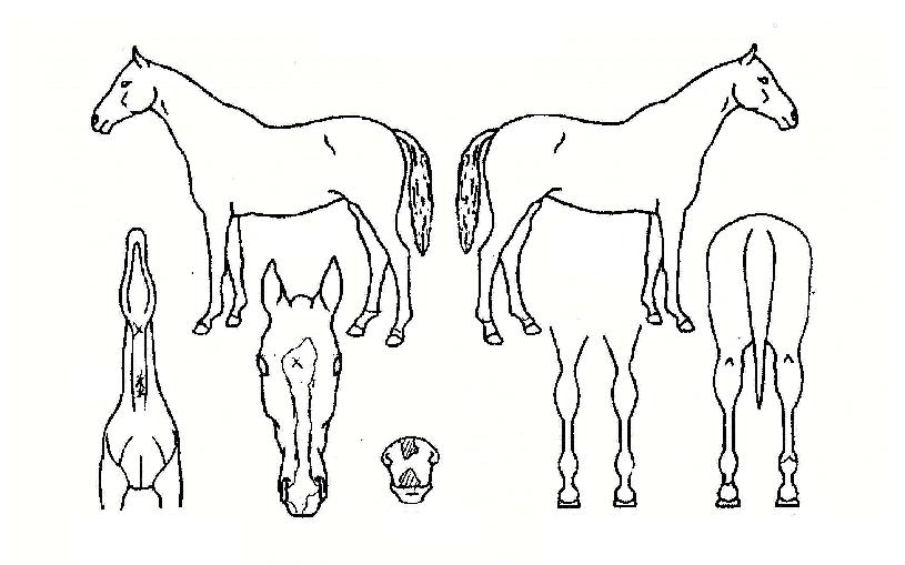 ¶óÀÌÆ®´õÆÐ½ºÀÚ¸¶ÀÇ Ãø¸é,¿ì¸é,µÞ¸é,µÎ»ó,´Ù¸®ÀÇ Æ¯Â¡µµÇØ