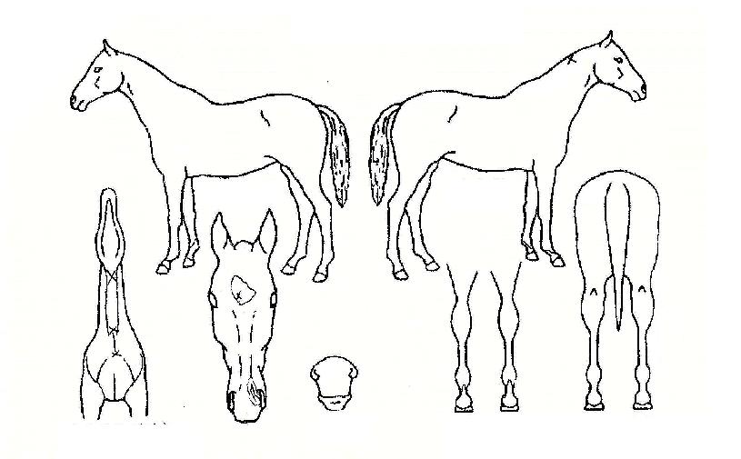 µ¿¹æ¹ÌÀÎÀÇ Ãø¸é,¿ì¸é,µÞ¸é,µÎ»ó,´Ù¸®ÀÇ Æ¯Â¡µµÇØ