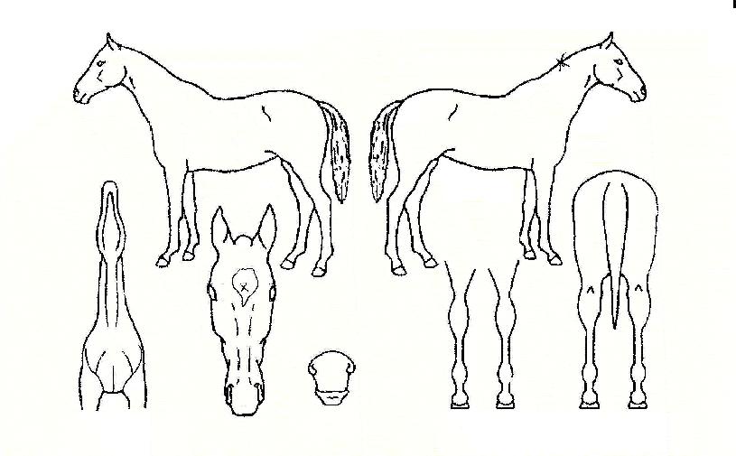 ¹Ù¶ó´Â¸¶À½ÀÇ Ãø¸é,¿ì¸é,µÞ¸é,µÎ»ó,´Ù¸®ÀÇ Æ¯Â¡µµÇØ