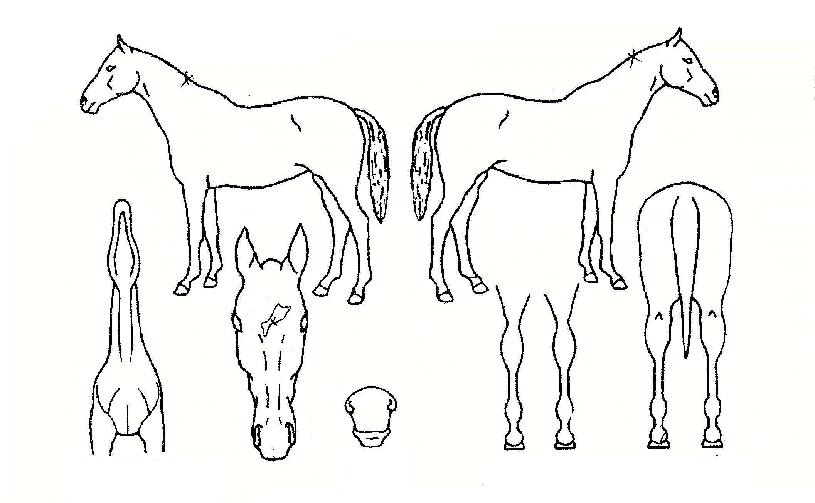 ŸŰºê¶ó¿îÀÇ Ãø¸é,¿ì¸é,µÞ¸é,µÎ»ó,´Ù¸®ÀÇ Æ¯Â¡µµÇØ