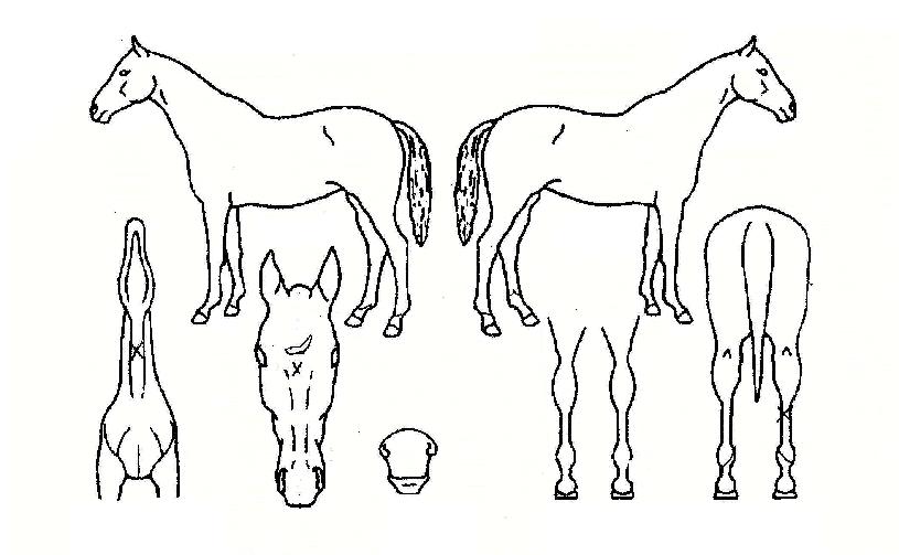 èÇǾðÆÄƼÀÇ Ãø¸é,¿ì¸é,µÞ¸é,µÎ»ó,´Ù¸®ÀÇ Æ¯Â¡µµÇØ