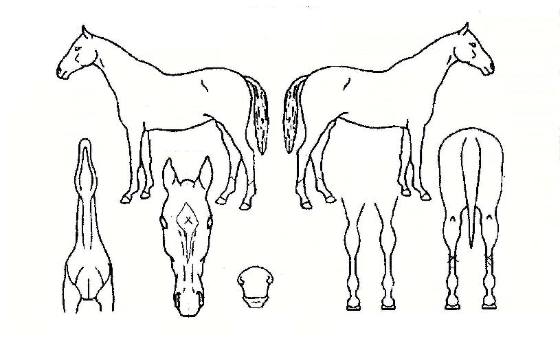 ´º±Ý¼ºÀÇ Ãø¸é,¿ì¸é,µÞ¸é,µÎ»ó,´Ù¸®ÀÇ Æ¯Â¡µµÇØ