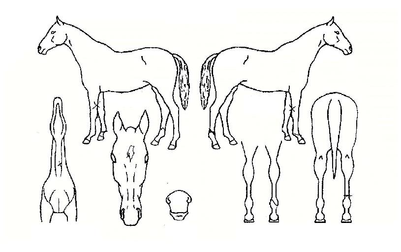 ÇÏÀ̼¾½ºÀÇ Ãø¸é,¿ì¸é,µÞ¸é,µÎ»ó,´Ù¸®ÀÇ Æ¯Â¡µµÇØ