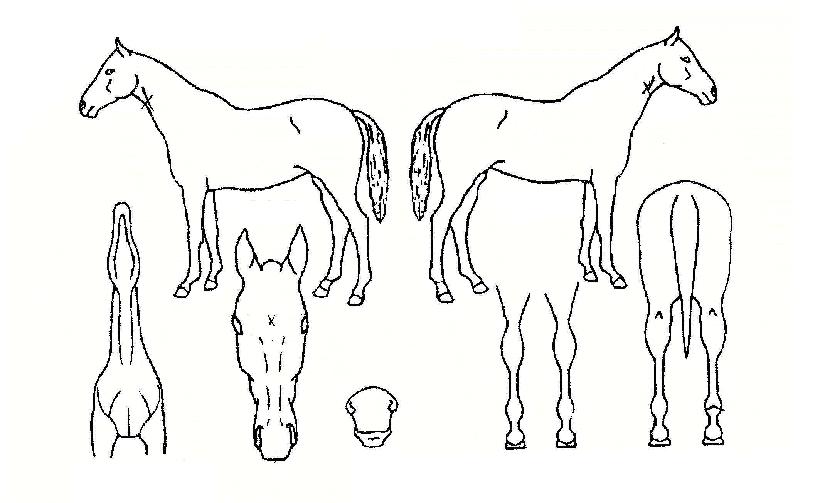 ºò½Ã½ºÅÍÀÇ Ãø¸é,¿ì¸é,µÞ¸é,µÎ»ó,´Ù¸®ÀÇ Æ¯Â¡µµÇØ