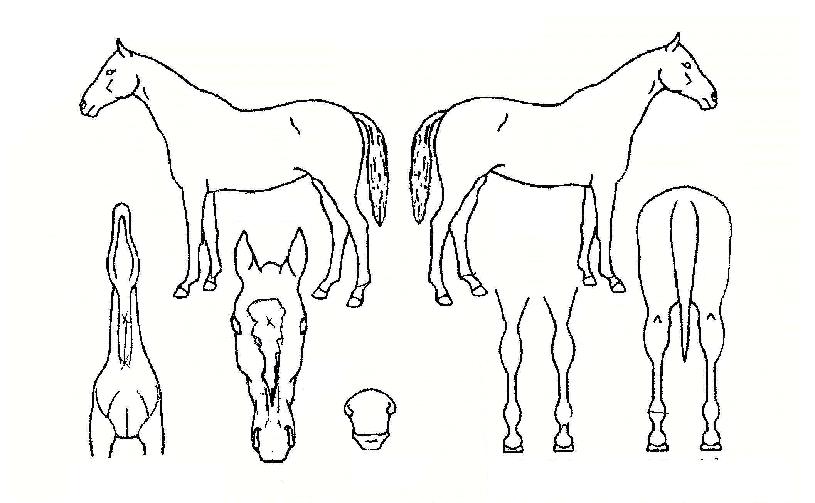 »õº®ÇÏ´ÃÀÇ Ãø¸é,¿ì¸é,µÞ¸é,µÎ»ó,´Ù¸®ÀÇ Æ¯Â¡µµÇØ