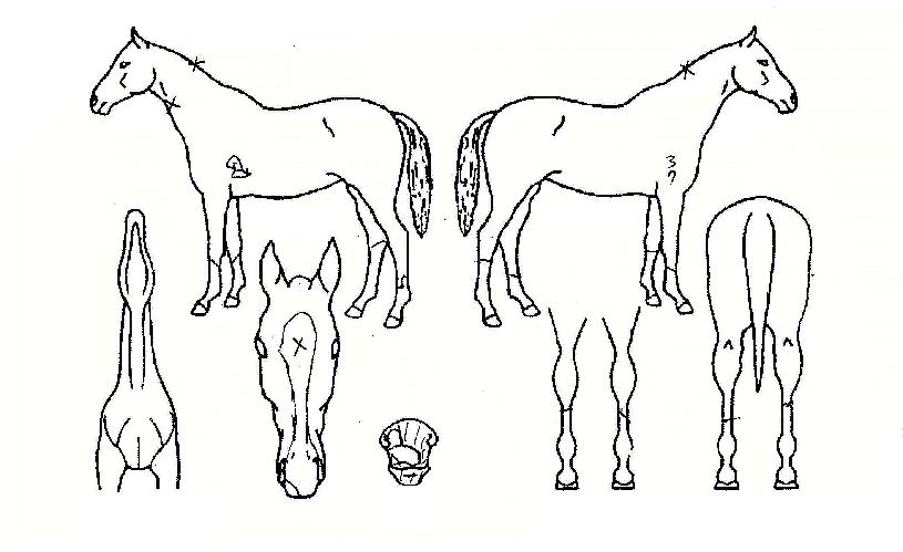 ¾Æ¸®¼öÀÇ Ãø¸é,¿ì¸é,µÞ¸é,µÎ»ó,´Ù¸®ÀÇ Æ¯Â¡µµÇØ