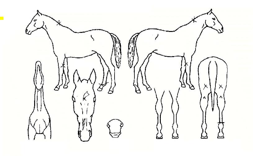 ÄËÅÍŰÃÖ°ÀÇ Ãø¸é,¿ì¸é,µÞ¸é,µÎ»ó,´Ù¸®ÀÇ Æ¯Â¡µµÇØ