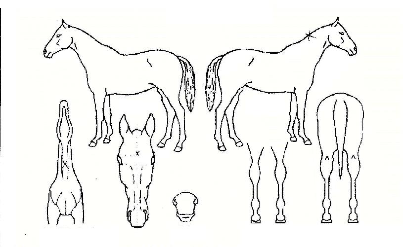 »êÁ¦ºñ¶õÀÇ Ãø¸é,¿ì¸é,µÞ¸é,µÎ»ó,´Ù¸®ÀÇ Æ¯Â¡µµÇØ