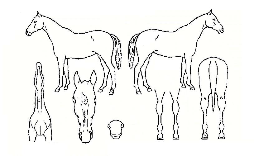 ÃÖ¼±µ¹ÆÄÀÇ Ãø¸é,¿ì¸é,µÞ¸é,µÎ»ó,´Ù¸®ÀÇ Æ¯Â¡µµÇØ