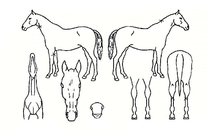 ´ë¸íµîÀÇ Ãø¸é,¿ì¸é,µÞ¸é,µÎ»ó,´Ù¸®ÀÇ Æ¯Â¡µµÇØ