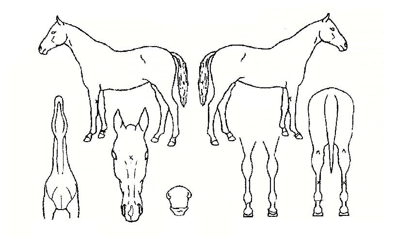 Äè¼ÓÃáÇâÀÇ Ãø¸é,¿ì¸é,µÞ¸é,µÎ»ó,´Ù¸®ÀÇ Æ¯Â¡µµÇØ