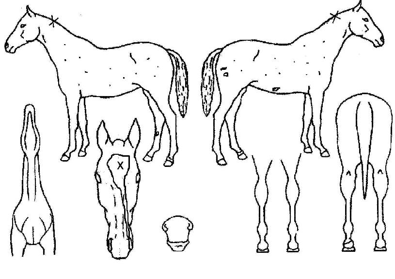 ³ë´øµð¹ÙÀÇ Ãø¸é,¿ì¸é,µÞ¸é,µÎ»ó,´Ù¸®ÀÇ Æ¯Â¡µµÇØ