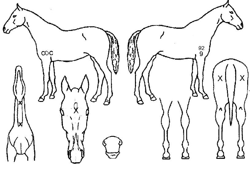 ¾Ë·¹±×·Î½ºÇǸ®ÅäÀÇ Ãø¸é,¿ì¸é,µÞ¸é,µÎ»ó,´Ù¸®ÀÇ Æ¯Â¡µµÇØ