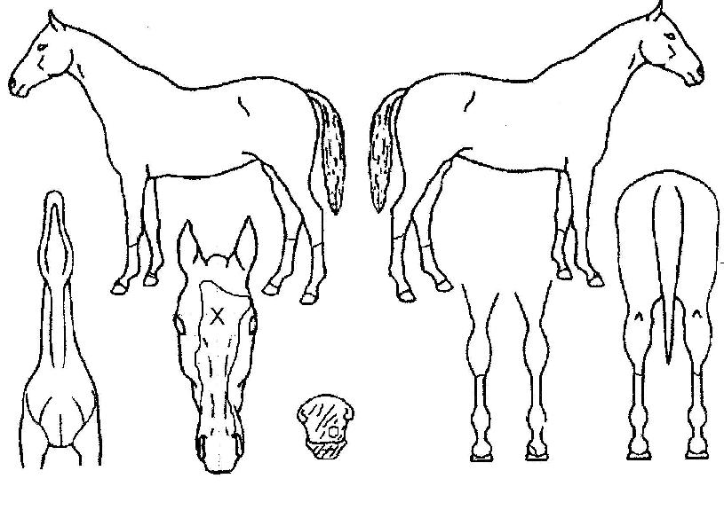 Ŭ·¹ÀÌÅäÀÇ Ãø¸é,¿ì¸é,µÞ¸é,µÎ»ó,´Ù¸®ÀÇ Æ¯Â¡µµÇØ