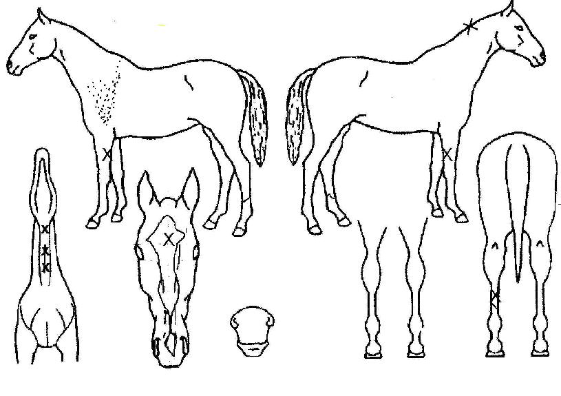 ¿¢ÅæÆÄÅ©ÀÇ Ãø¸é,¿ì¸é,µÞ¸é,µÎ»ó,´Ù¸®ÀÇ Æ¯Â¡µµÇØ