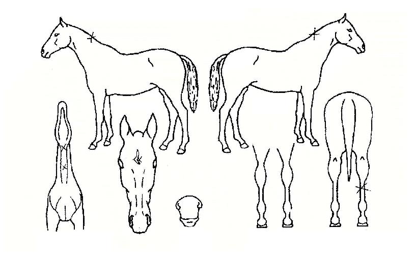 ÇǾî¹ö½ºÅÍÀÇ Ãø¸é,¿ì¸é,µÞ¸é,µÎ»ó,´Ù¸®ÀÇ Æ¯Â¡µµÇØ