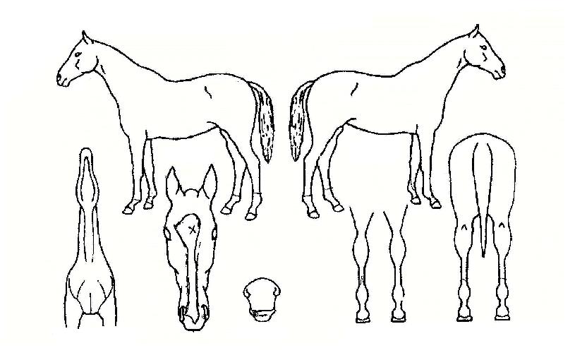 Æ÷õ±ºÁÖÀÇ Ãø¸é,¿ì¸é,µÞ¸é,µÎ»ó,´Ù¸®ÀÇ Æ¯Â¡µµÇØ