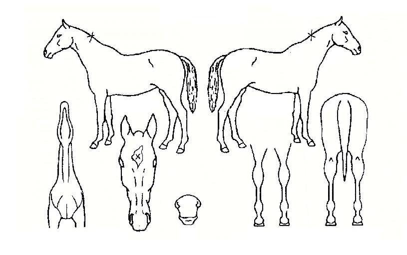 °æº¹±ÃÀÇ Ãø¸é,¿ì¸é,µÞ¸é,µÎ»ó,´Ù¸®ÀÇ Æ¯Â¡µµÇØ