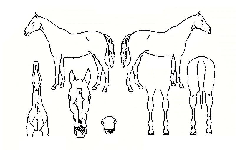 Çà¿îƯ±ÞÀÇ Ãø¸é,¿ì¸é,µÞ¸é,µÎ»ó,´Ù¸®ÀÇ Æ¯Â¡µµÇØ