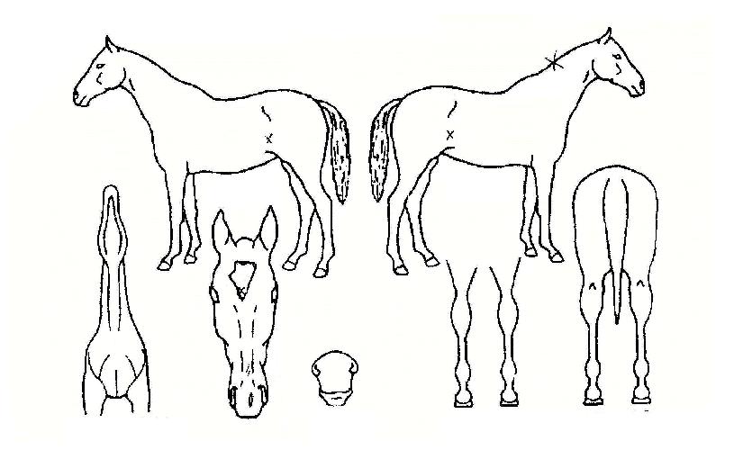 µÎÅÍ¿îÇູÀÇ Ãø¸é,¿ì¸é,µÞ¸é,µÎ»ó,´Ù¸®ÀÇ Æ¯Â¡µµÇØ