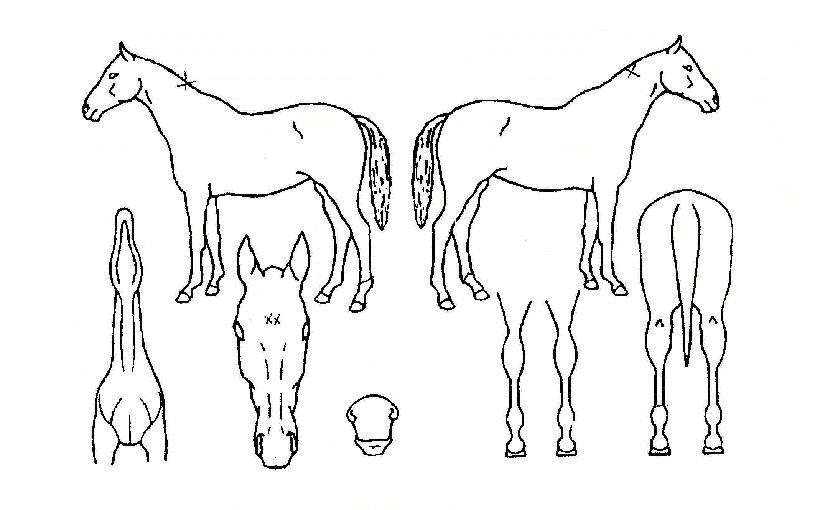 ¸Ó´ÏÁ¸ÀÇ Ãø¸é,¿ì¸é,µÞ¸é,µÎ»ó,´Ù¸®ÀÇ Æ¯Â¡µµÇØ