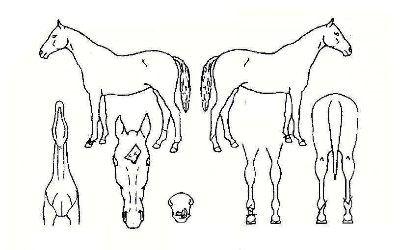 ¿ë¾ÏÀÇ Ãø¸é,¿ì¸é,µÞ¸é,µÎ»ó,´Ù¸®ÀÇ Æ¯Â¡µµÇØ