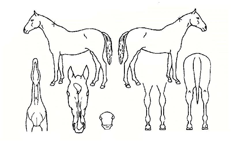 ¹Ù´ÙÁ¦¿ÕÀÇ Ãø¸é,¿ì¸é,µÞ¸é,µÎ»ó,´Ù¸®ÀÇ Æ¯Â¡µµÇØ