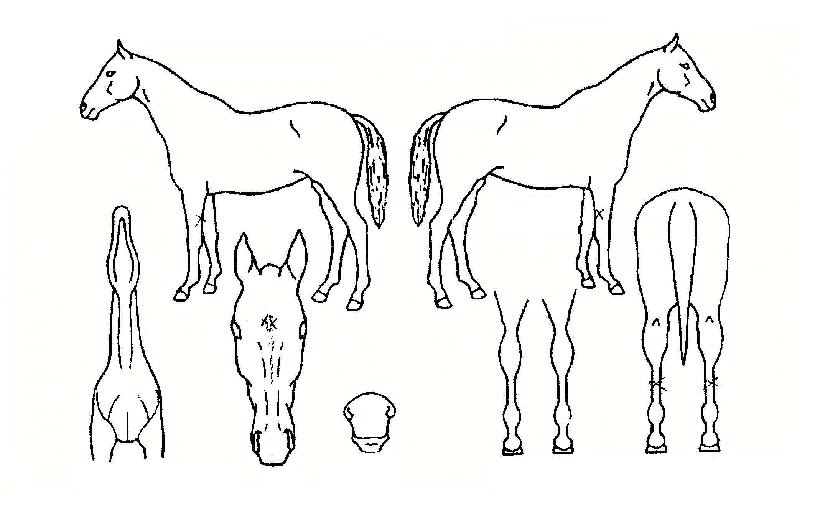 ¿Í¿ÍµÕµÕÀÇ Ãø¸é,¿ì¸é,µÞ¸é,µÎ»ó,´Ù¸®ÀÇ Æ¯Â¡µµÇØ