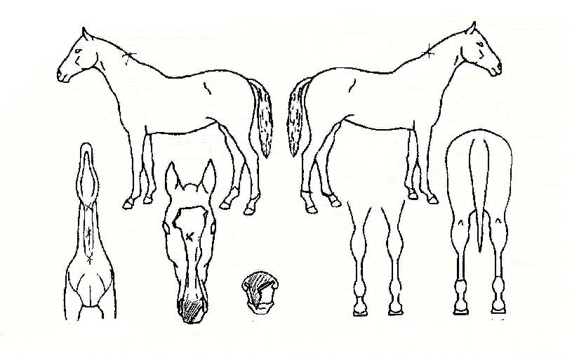 ¿¡¾îÅÍÄ¡ÀÇ Ãø¸é,¿ì¸é,µÞ¸é,µÎ»ó,´Ù¸®ÀÇ Æ¯Â¡µµÇØ