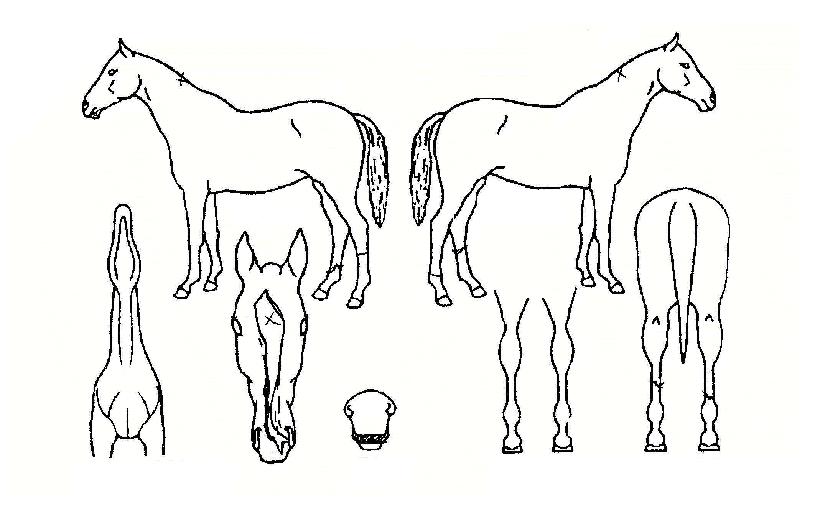 ¾î¸Å½ºÀÇ Ãø¸é,¿ì¸é,µÞ¸é,µÎ»ó,´Ù¸®ÀÇ Æ¯Â¡µµÇØ