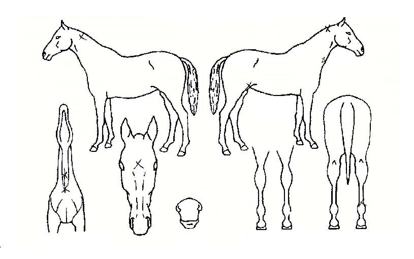 ¾Æ½º¶¼¸®ÀÇ Ãø¸é,¿ì¸é,µÞ¸é,µÎ»ó,´Ù¸®ÀÇ Æ¯Â¡µµÇØ