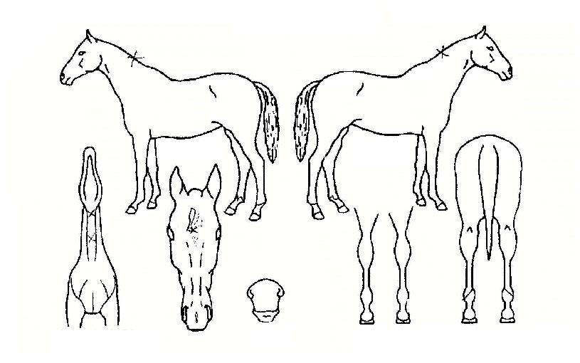 ¶óÀÌ¡¸ÇÀÇ Ãø¸é,¿ì¸é,µÞ¸é,µÎ»ó,´Ù¸®ÀÇ Æ¯Â¡µµÇØ