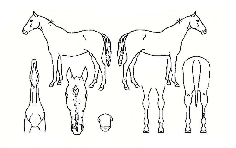 ¹Ì½ºÅ;÷¼ÂÀÇ Ãø¸é,¿ì¸é,µÞ¸é,µÎ»ó,´Ù¸®ÀÇ Æ¯Â¡µµÇØ