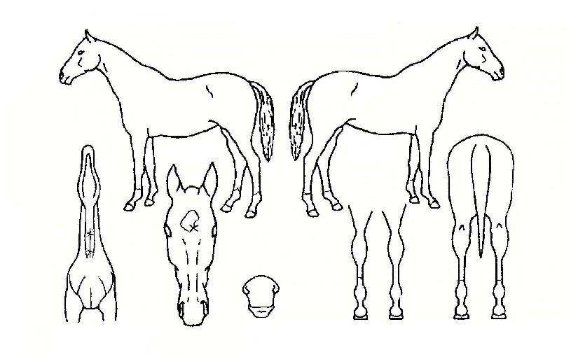 Á¦³Ê·²Ä«ÀÇ Ãø¸é,¿ì¸é,µÞ¸é,µÎ»ó,´Ù¸®ÀÇ Æ¯Â¡µµÇØ