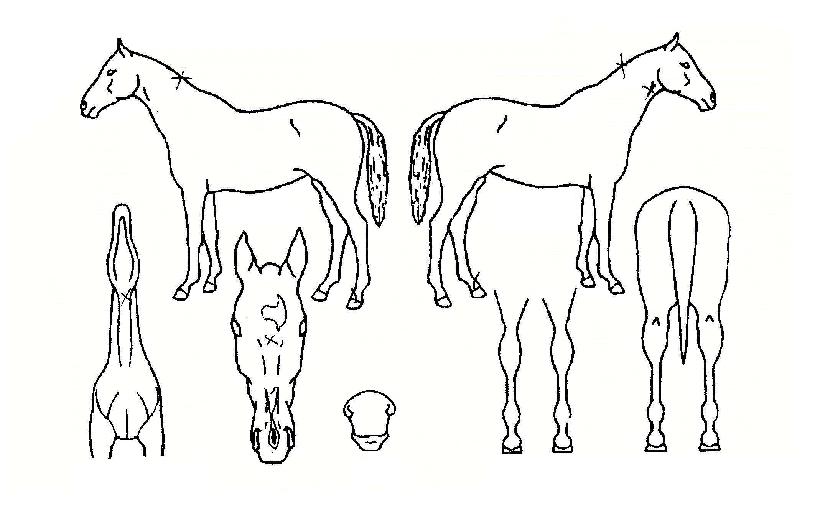 »ê¹æµå¸®¹ÖÀÇ Ãø¸é,¿ì¸é,µÞ¸é,µÎ»ó,´Ù¸®ÀÇ Æ¯Â¡µµÇØ