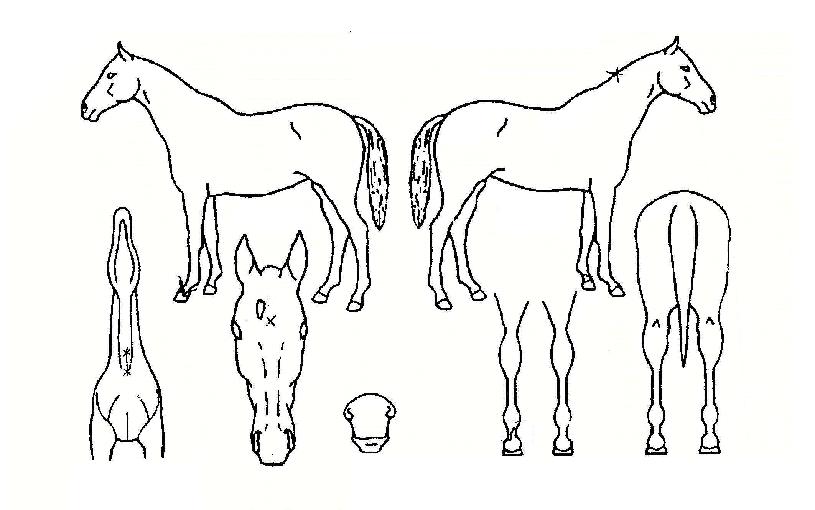 ¹Ù¶÷ÄÚÁöÀÇ Ãø¸é,¿ì¸é,µÞ¸é,µÎ»ó,´Ù¸®ÀÇ Æ¯Â¡µµÇØ