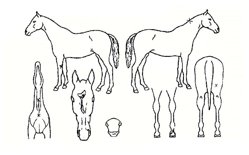 ºê¶óÀ̵鸵ºê¶óÀÌÀÚ¸¶ÀÇ Ãø¸é,¿ì¸é,µÞ¸é,µÎ»ó,´Ù¸®ÀÇ Æ¯Â¡µµÇØ