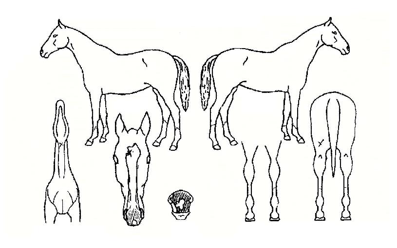 ¼ÚÀ»´ë¹®ÀÇ Ãø¸é,¿ì¸é,µÞ¸é,µÎ»ó,´Ù¸®ÀÇ Æ¯Â¡µµÇØ