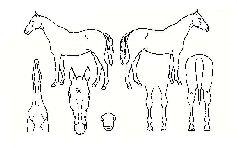 ºñÄ«µå¸®¸ÓÀÇ Ãø¸é,¿ì¸é,µÞ¸é,µÎ»ó,´Ù¸®ÀÇ Æ¯Â¡µµÇØ