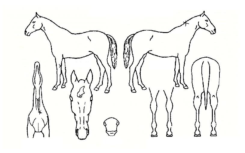 ºû³ª´ÂÀÇ Ãø¸é,¿ì¸é,µÞ¸é,µÎ»ó,´Ù¸®ÀÇ Æ¯Â¡µµÇØ