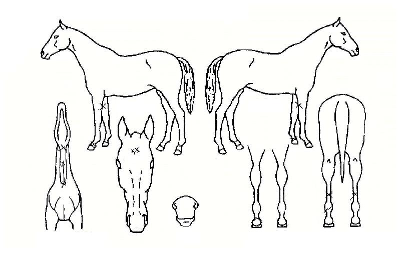 ½´ÆÛ½ºÅ¸ÀÇ Ãø¸é,¿ì¸é,µÞ¸é,µÎ»ó,´Ù¸®ÀÇ Æ¯Â¡µµÇØ