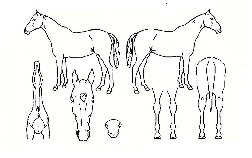 µðÁ긮¾ó¸®ÀÚ¸¶ÀÇ Ãø¸é,¿ì¸é,µÞ¸é,µÎ»ó,´Ù¸®ÀÇ Æ¯Â¡µµÇØ