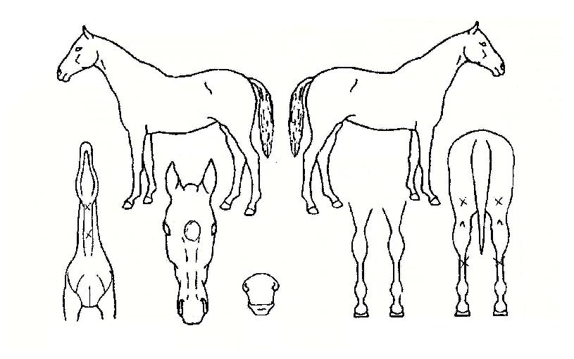 ±Ýºû±â»çÀÇ Ãø¸é,¿ì¸é,µÞ¸é,µÎ»ó,´Ù¸®ÀÇ Æ¯Â¡µµÇØ