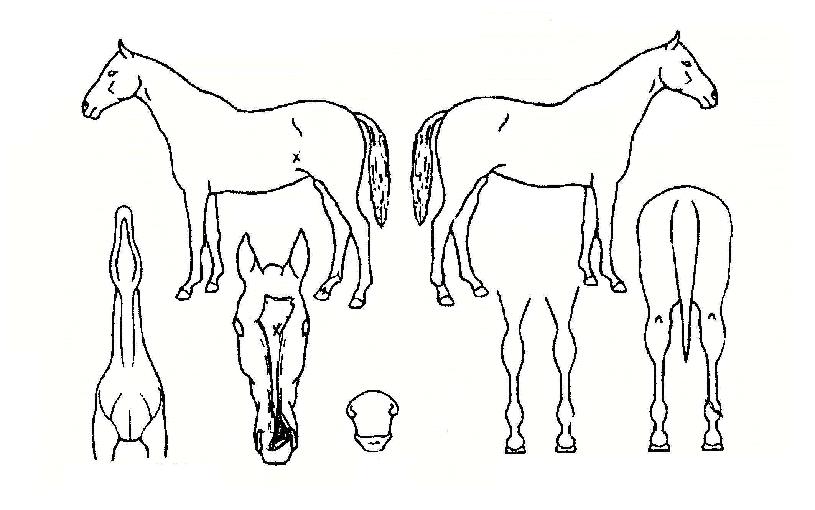 ½¸´õ°ñµåÀÇ Ãø¸é,¿ì¸é,µÞ¸é,µÎ»ó,´Ù¸®ÀÇ Æ¯Â¡µµÇØ