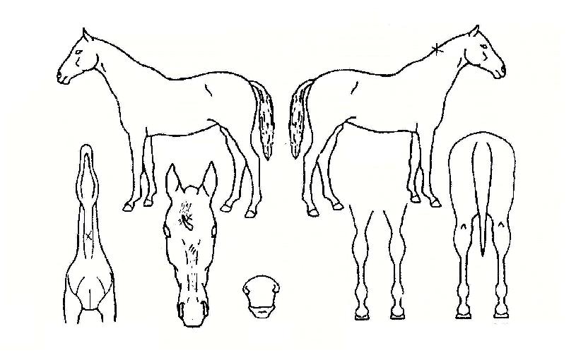 õÃß°øÁÖÀÇ Ãø¸é,¿ì¸é,µÞ¸é,µÎ»ó,´Ù¸®ÀÇ Æ¯Â¡µµÇØ